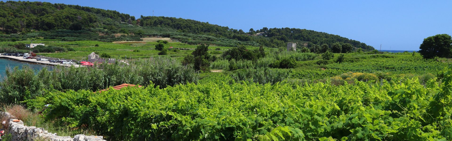 Vineyard in Korcula, Croatia